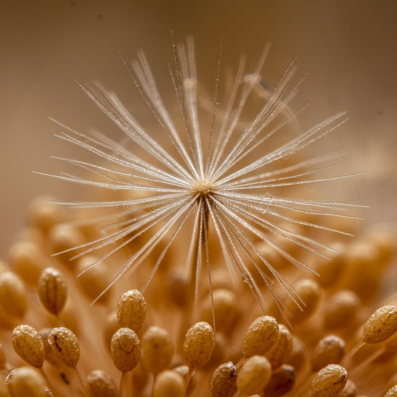 Schließen eines Löwenkernkopfes Taraxacum officinale mit zarter Weisheit vektor abbildung