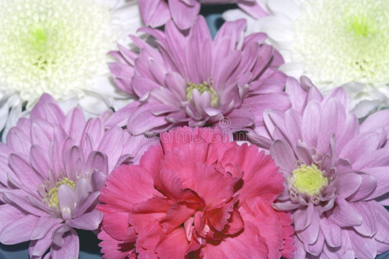 Schließen Sie die Köpfe aus gemischten weißen und rosa Blüten aus einem Haufen. Nahe aufgewachsene, weiße und rosa Blumenköpfe aus einem Haufen