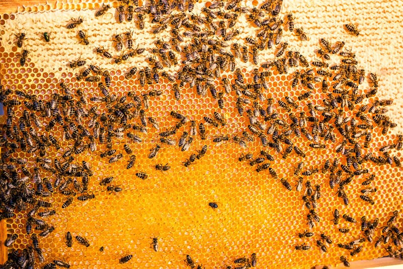 Schließen Sie herauf Ansicht der Arbeitsbienen auf der Bienenwabe im Bienenhaus mit süßem Honig Honig ist gesundes Erzeugnis der stockfoto Schließen Sie herauf Ansicht der Arbeitsbienen auf der Bienenwabe im Bienenhaus mit süßem Honig Honig ist gesundes Erzeugnis der stockfoto