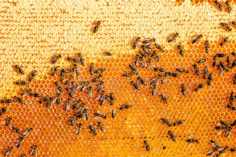 Schließen Sie herauf Ansicht der Arbeitsbienen auf der Bienenwabe im Bienenhaus mit süßem Honig Honig ist gesundes Erzeugnis der stockfoto Schließen Sie herauf Ansicht der Arbeitsbienen auf der Bienenwabe im Bienenhaus mit süßem Honig Honig ist gesundes Erzeugnis der stockfoto
