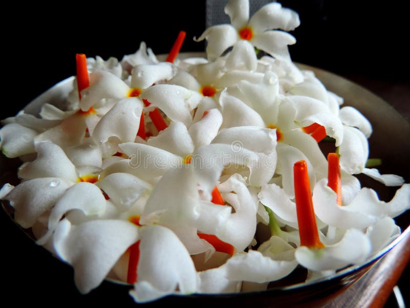 Schließen Sie herauf Bild eines Bündels oder der Gruppe der frischen gerupften weiße Nachtblühenden Jasmin- oder Nyctanthes-Laube stockfotografie