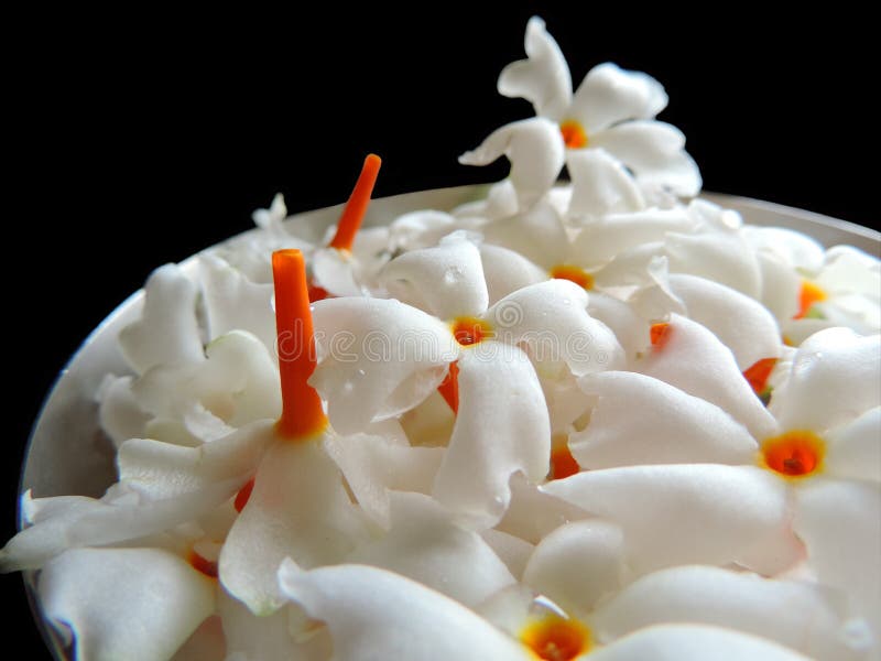 Schließen Sie herauf Bild eines Bündels oder der Gruppe der frischen gerupften weiße Nachtblühenden Jasmin- oder Nyctanthes-Laube lizenzfreie stockbilder