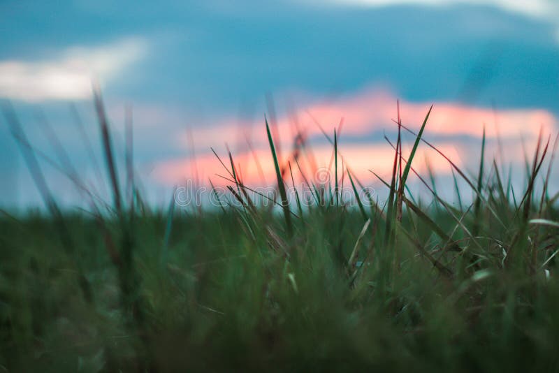 Schließen Sie herauf Bild von den gras mit einem schönen Sonnenuntergang lizenzfreie stockbilder Schließen Sie herauf Bild von den gras mit einem schönen Sonnenuntergang lizenzfreie stockbilder