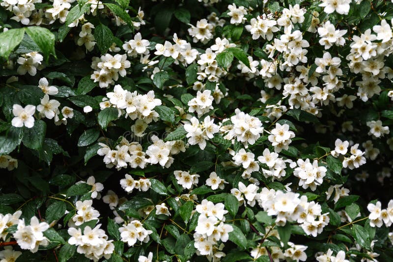 schließen Sie herauf blühende Jasminblume auf Busch im Garten, vorgewähltes foc lizenzfreie stockbilder schließen Sie herauf blühende Jasminblume auf Busch im Garten, vorgewähltes foc lizenzfreie stockbilder