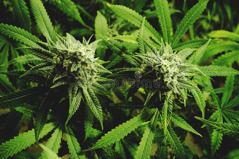 Schließen Sie herauf blühende Marihuana-Knospen auf Hanf-Anlagen mit flachem Weinlese-Filter stockbilder Schließen Sie herauf blühende Marihuana-Knospen auf Hanf-Anlagen mit flachem Weinlese-Filter stockbilder