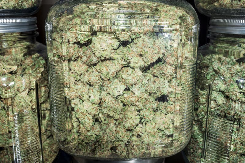 Schließen Sie herauf die Glasgefäße, die mit den grünen Marihuana-Knospen gefüllt werden stockfotografie Schließen Sie herauf die Glasgefäße, die mit den grünen Marihuana-Knospen gefüllt werden stockfotografie