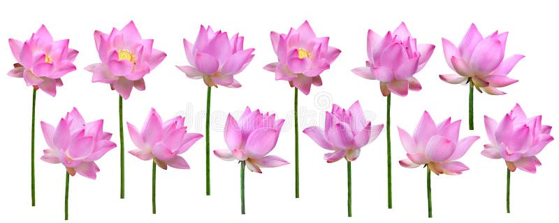 Schließen Sie herauf die rosa Lotosblumenhohe auflösung, die auf weißem BAC lokalisiert wird lizenzfreies stockbild Schließen Sie herauf die rosa Lotosblumenhohe auflösung, die auf weißem BAC lokalisiert wird lizenzfreies stockbild