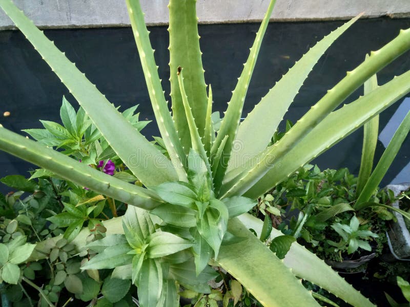 Schließen Sie herauf etwas sehr schönes Grünpflanzealoevera-Wachsen stockbilder Schließen Sie herauf etwas sehr schönes Grünpflanzealoevera-Wachsen stockbilder