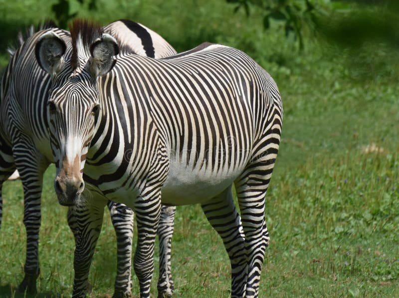 Schließen Sie herauf Foto eines gestreiften Zebras stockfotos Schließen Sie herauf Foto eines gestreiften Zebras stockfotos