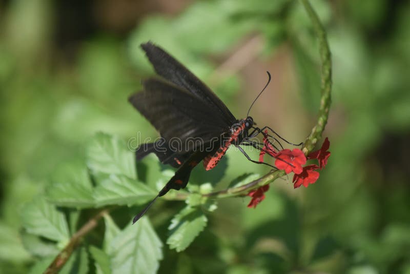 Schließen Sie herauf Foto eines wilden Schmetterlinges, der eine Blume polinating ist stockbilder Schließen Sie herauf Foto eines wilden Schmetterlinges, der eine Blume polinating ist stockbilder