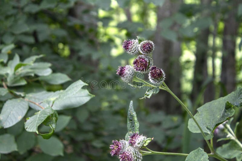 Schließen Sie herauf Fotografie der wolligen Klette, Arctium tomentosum stockfoto Schließen Sie herauf Fotografie der wolligen Klette, Arctium tomentosum stockfoto