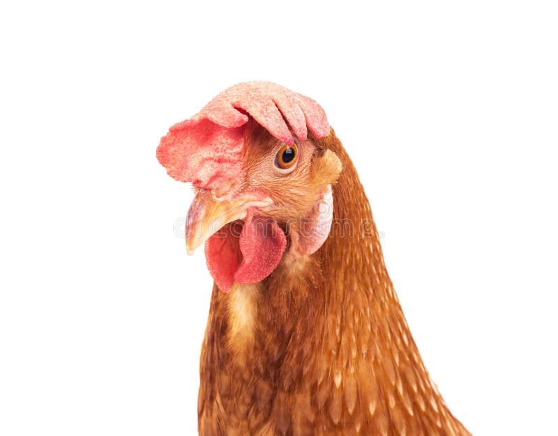 Schließen Sie herauf Hahnkopf schöne Feder lokalisiertes weißes backgroun lizenzfreies stockfoto Schließen Sie herauf Hahnkopf schöne Feder lokalisiertes weißes backgroun lizenzfreies stockfoto