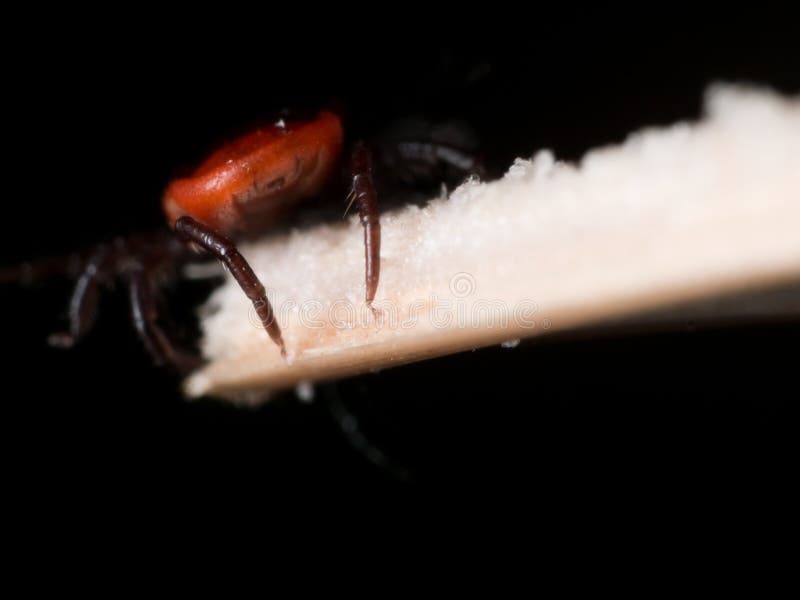 Schließen Sie herauf Makro von Rotwild Tick Crawling auf Stroh lizenzfreie stockfotos Schließen Sie herauf Makro von Rotwild Tick Crawling auf Stroh lizenzfreie stockfotos