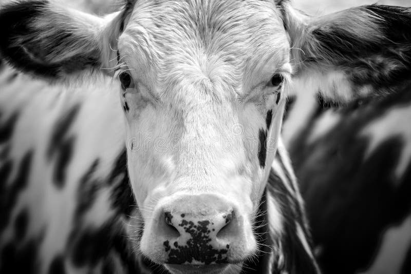 Schließen Sie herauf Porträt einer Schwarzweiss-Kuh stockfotos Schließen Sie herauf Porträt einer Schwarzweiss-Kuh stockfotos