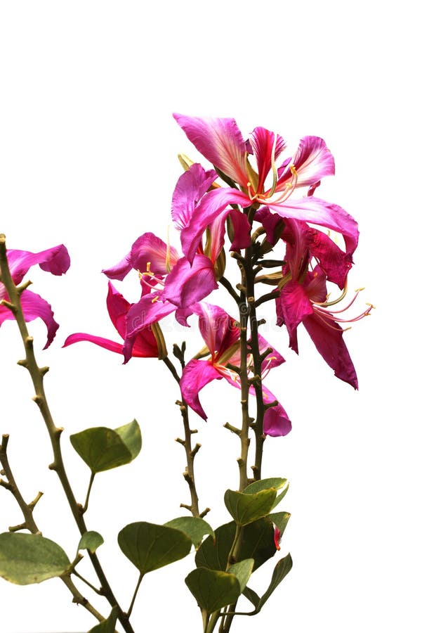 Schließen Sie herauf rosa orchideenbaumisolat auf weißem Hintergrund stockbilder Schließen Sie herauf rosa orchideenbaumisolat auf weißem Hintergrund stockbilder