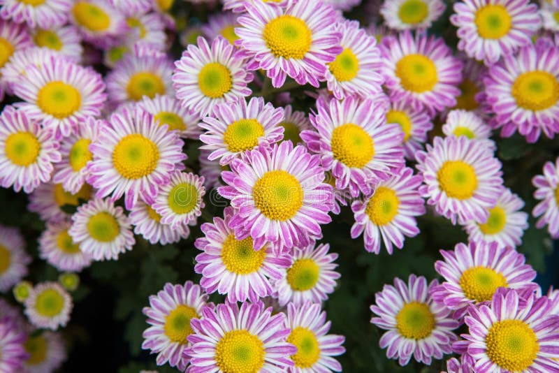 schließen Sie herauf rosa und gelben Chrysanthemengänseblümchen-Blumengebrauch als Flora und knospen Sie Blumenblatthintergrund, lizenzfreies stockbild schließen Sie herauf rosa und gelben Chrysanthemengänseblümchen-Blumengebrauch als Flora und knospen Sie Blumenblatthintergrund, lizenzfreies stockbild