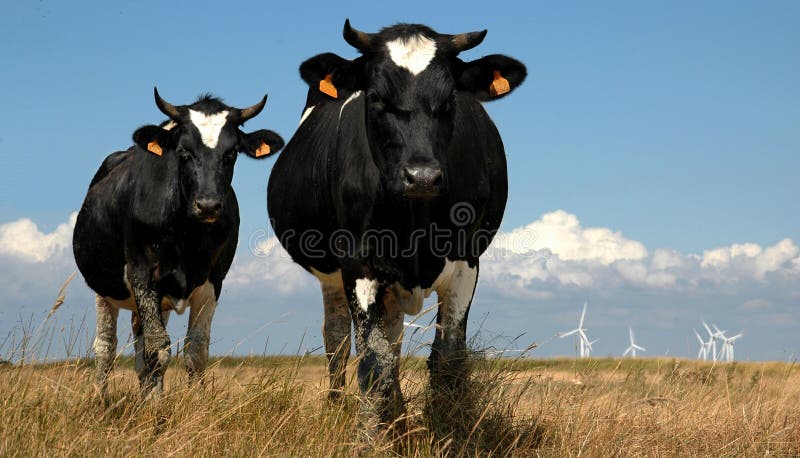 Schließen Sie herauf zwei Kühe stockbild Schließen Sie herauf zwei Kühe stockbild