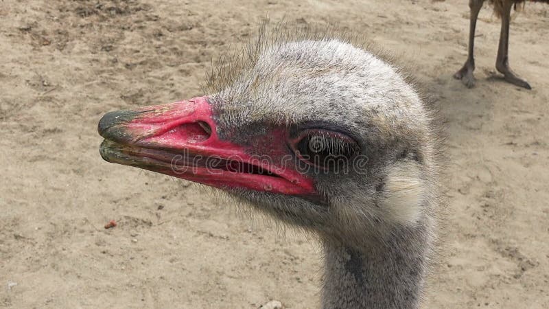 Schließen Sie oben auf Emus vorangehen, Strauß