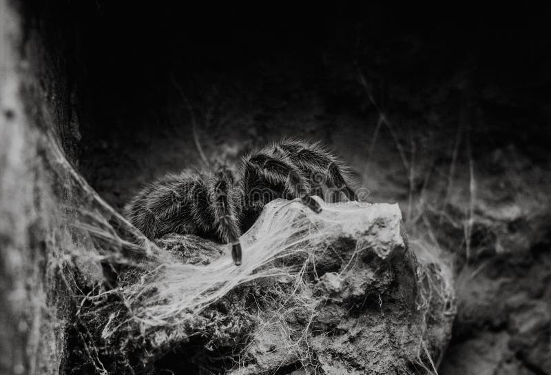 Schließen Sie oben auf rosafarbenem Tarantel Grammostola Rosea des Chilenen stockfotos Schließen Sie oben auf rosafarbenem Tarantel Grammostola Rosea des Chilenen stockfotos