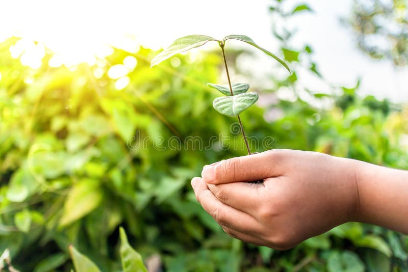 Schließen Sie oben Kinderhände, die Pflanzgut auf Palme für Walderhaltung halten stockbild