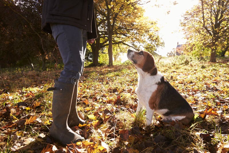 Schließen Sie oben vom Hund, der für Weg in Autumn Woodland genommen wird stockfoto Schließen Sie oben vom Hund, der für Weg in Autumn Woodland genommen wird stockfoto