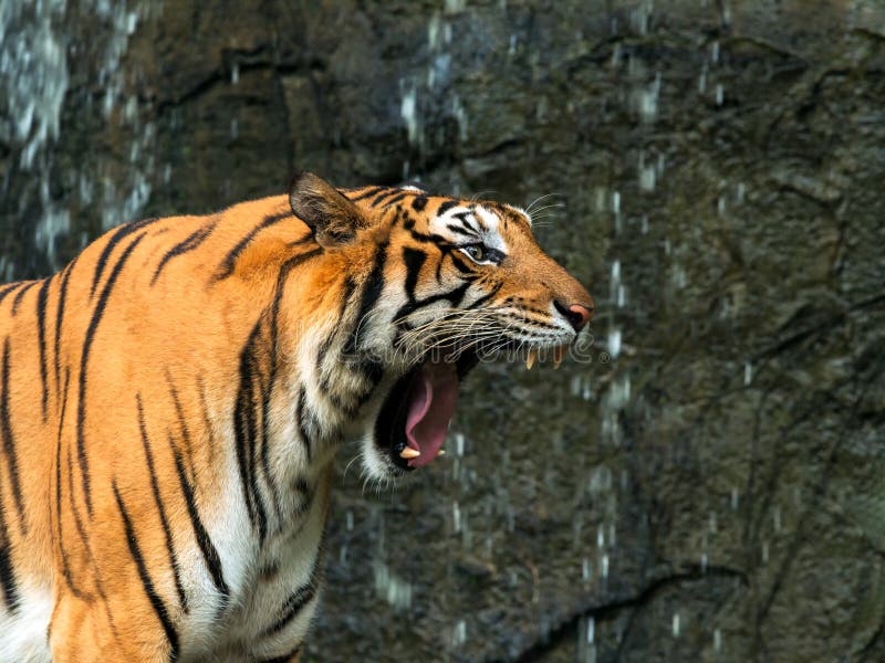 Schließen Sie oben vom indo-chinesischen Tiger, der vor Wasserfall brüllt stockfotos Schließen Sie oben vom indo-chinesischen Tiger, der vor Wasserfall brüllt stockfotos
