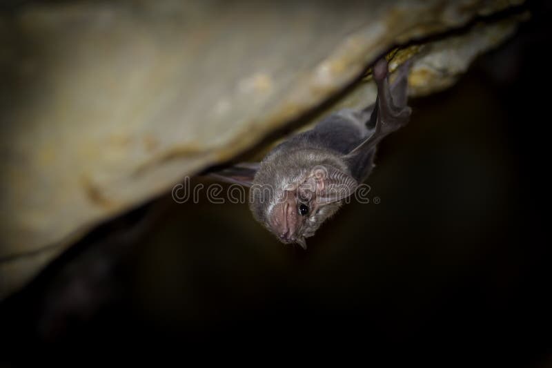 Schließen Sie oben vom Lang-geflügelten Grab-Schläger (Taphozous-longimanus) stockfotos Schließen Sie oben vom Lang-geflügelten Grab-Schläger (Taphozous-longimanus) stockfotos