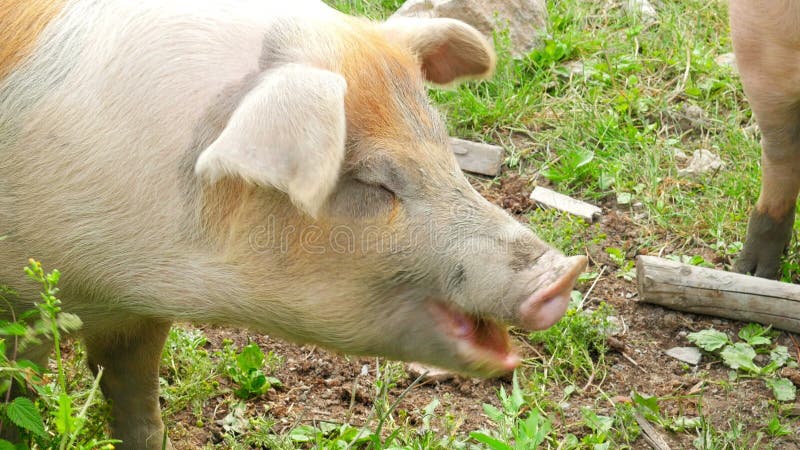 schließen Sie oben vom Schwein, das Gras im Bauernhof weiden lässt