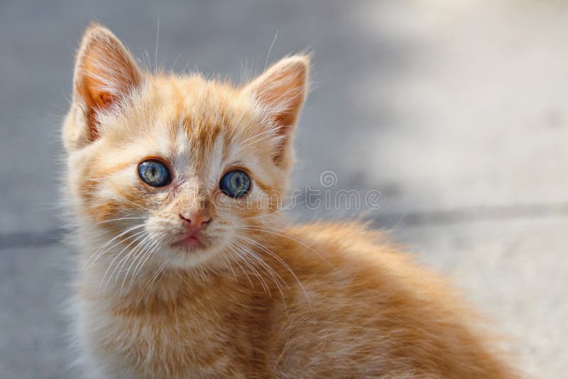 Schließen Sie oben vom zarten schauenden Kätzchen der getigerten Katze, das den Abstand mit verwickelt farbigen Augen untersucht stockfotos Schließen Sie oben vom zarten schauenden Kätzchen der getigerten Katze, das den Abstand mit verwickelt farbigen Augen untersucht stockfotos