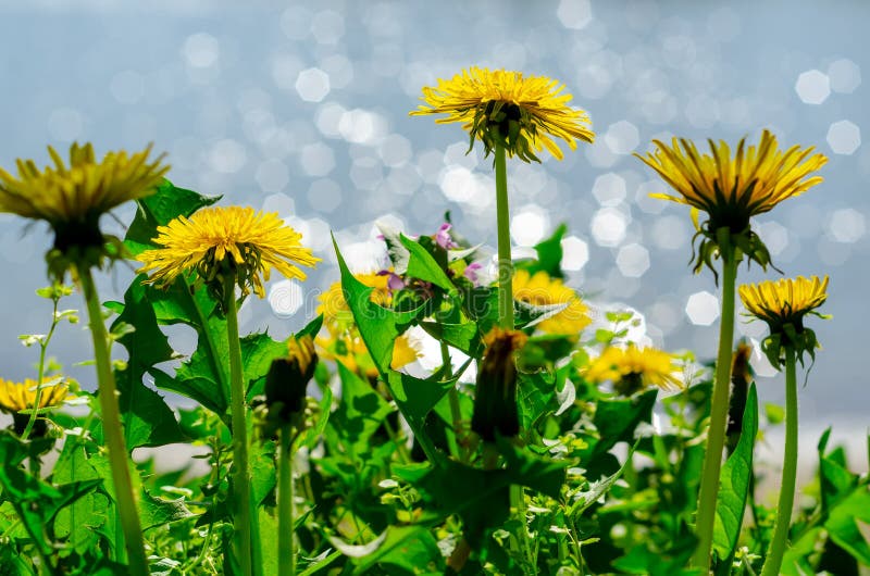 Schließen Sie oben von blühenden gelben Löwenzahnblumen (Taraxacum officinale) im Garten auf Frühlingszeit, wenn eine Weichzeichn lizenzfreie stockfotografie Schließen Sie oben von blühenden gelben Löwenzahnblumen (Taraxacum officinale) im Garten auf Frühlingszeit, wenn eine Weichzeichn lizenzfreie stockfotografie