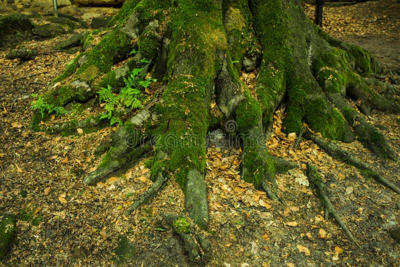 Schließen Sie oben von den alten Baumwurzeln stockfotos Schließen Sie oben von den alten Baumwurzeln stockfotos