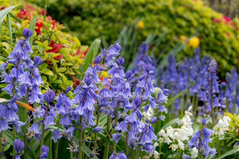 Schließen Sie oben von den Glockenblumeblumen in der Blüte im Garten lizenzfreies stockfoto Schließen Sie oben von den Glockenblumeblumen in der Blüte im Garten lizenzfreies stockfoto