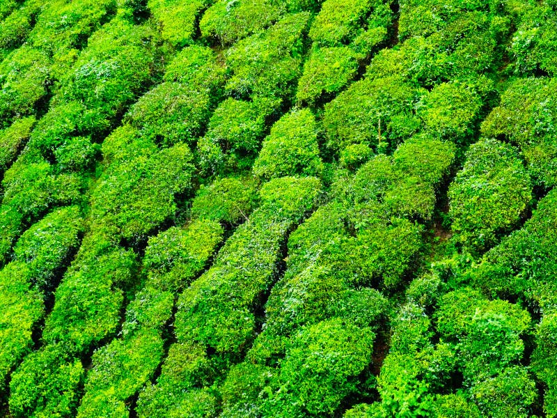 Schließen Sie oben von den Munnar-Teehügeln lizenzfreie stockfotografie Schließen Sie oben von den Munnar-Teehügeln lizenzfreie stockfotografie