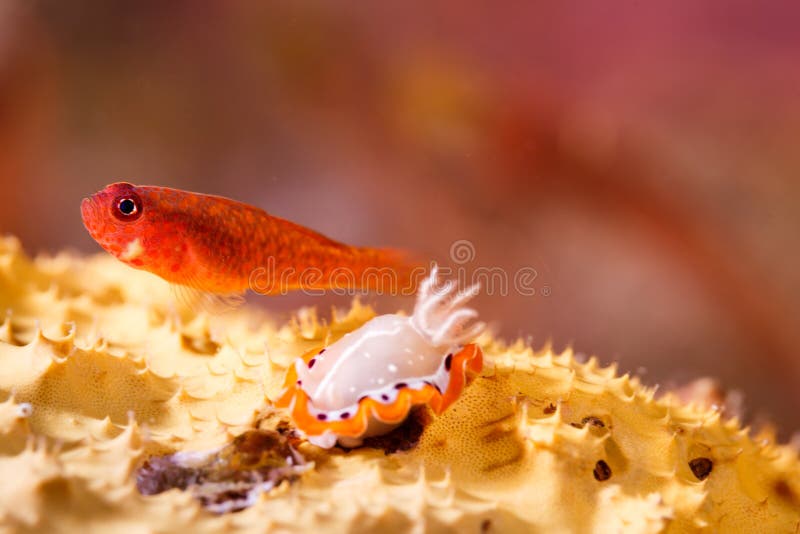 Schließen Sie oben von den orange Jungfischen und vom nudibranch auf Koralle lizenzfreie stockfotografie Schließen Sie oben von den orange Jungfischen und vom nudibranch auf Koralle lizenzfreie stockfotografie