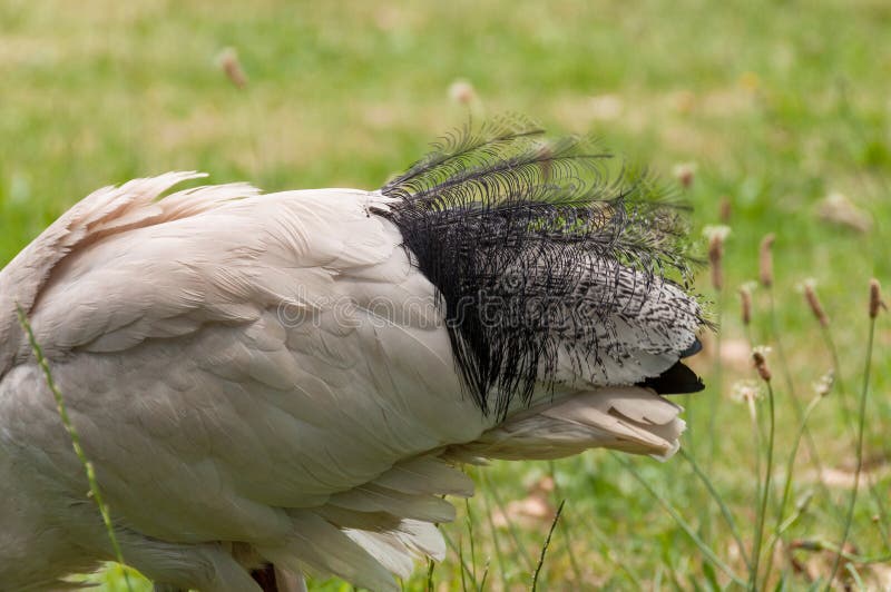 Schließen Sie oben von den schönen Schwanzfedern von heiliges IBIS-Vogel lizenzfreie stockbilder Schließen Sie oben von den schönen Schwanzfedern von heiliges IBIS-Vogel lizenzfreie stockbilder