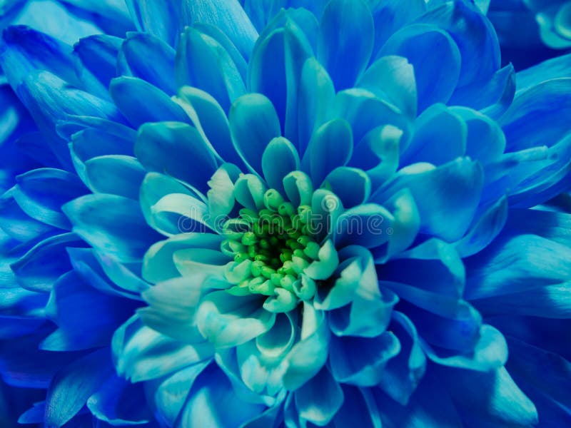 Schließen Sie oben von der blauen Blumenchrysantheme, Makroblüte. Liebe und Gefühle, Frühlingsfeiertagsillustration Muttertag, Heiliges Valentinsgrußtag, Jahrestag, Geburtstagspostkarte, Segeltuch, Hintergrund