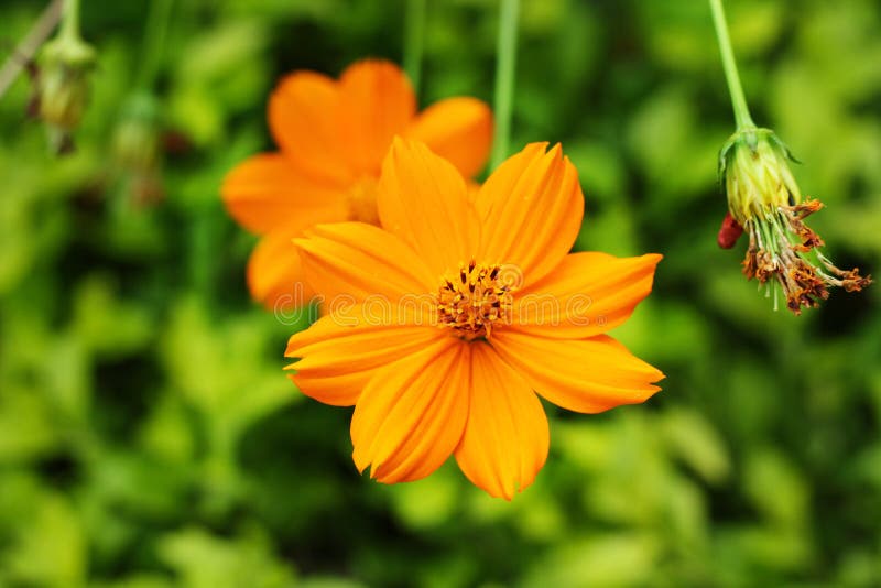 Schließen Sie oben von der Makrophotographie der orange Farbblume lizenzfreies stockfoto Schließen Sie oben von der Makrophotographie der orange Farbblume lizenzfreies stockfoto