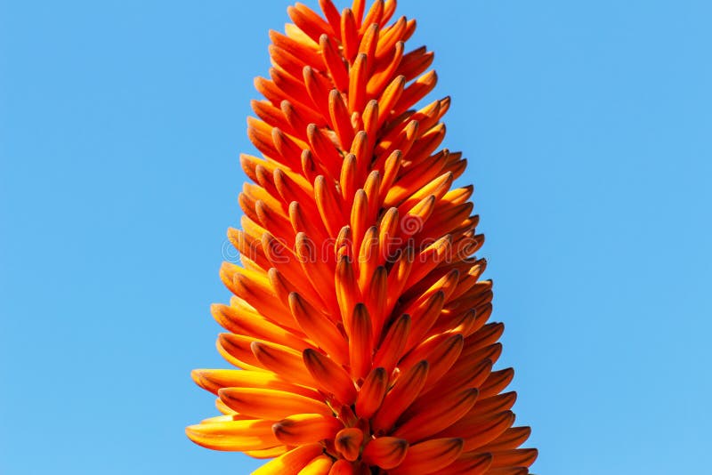 Schließen Sie oben von der orange Blume der Aloe auf Hintergrund lizenzfreie stockfotos Schließen Sie oben von der orange Blume der Aloe auf Hintergrund lizenzfreie stockfotos
