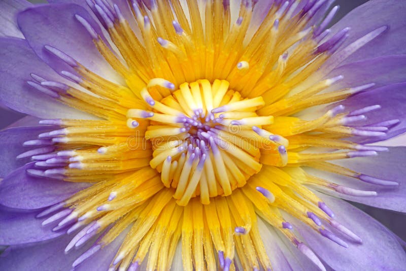 Schließen Sie oben von der purpurroten Lotos- oder Seeroseblume und vom hellblauen Karpell lizenzfreies stockfoto Schließen Sie oben von der purpurroten Lotos- oder Seeroseblume und vom hellblauen Karpell lizenzfreies stockfoto