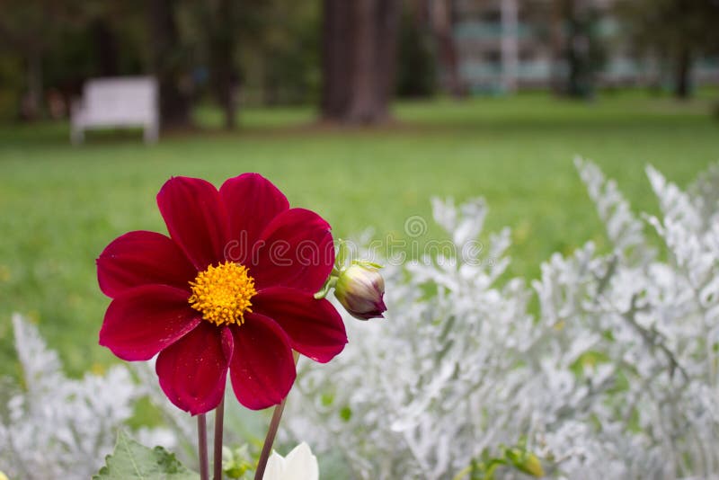 Schließen Sie oben von der schönen roten Dahlienblume Burgunders auf natürlichem BAC stockfoto Schließen Sie oben von der schönen roten Dahlienblume Burgunders auf natürlichem BAC stockfoto