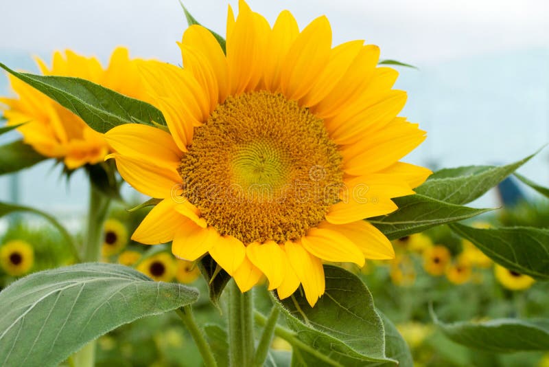 Schließen Sie oben von der Sonnenblume in einem Garten stockbild Schließen Sie oben von der Sonnenblume in einem Garten stockbild