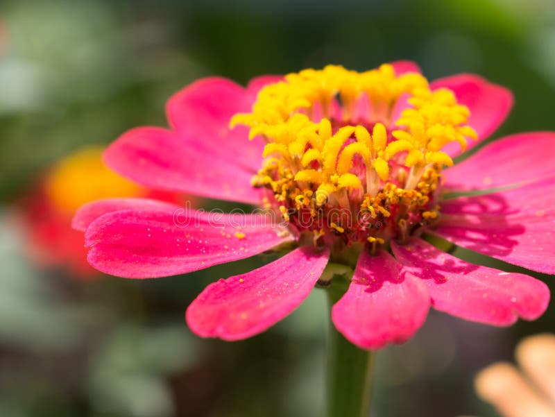 Schließen Sie oben von der Zinniablume stockfotos Schließen Sie oben von der Zinniablume stockfotos