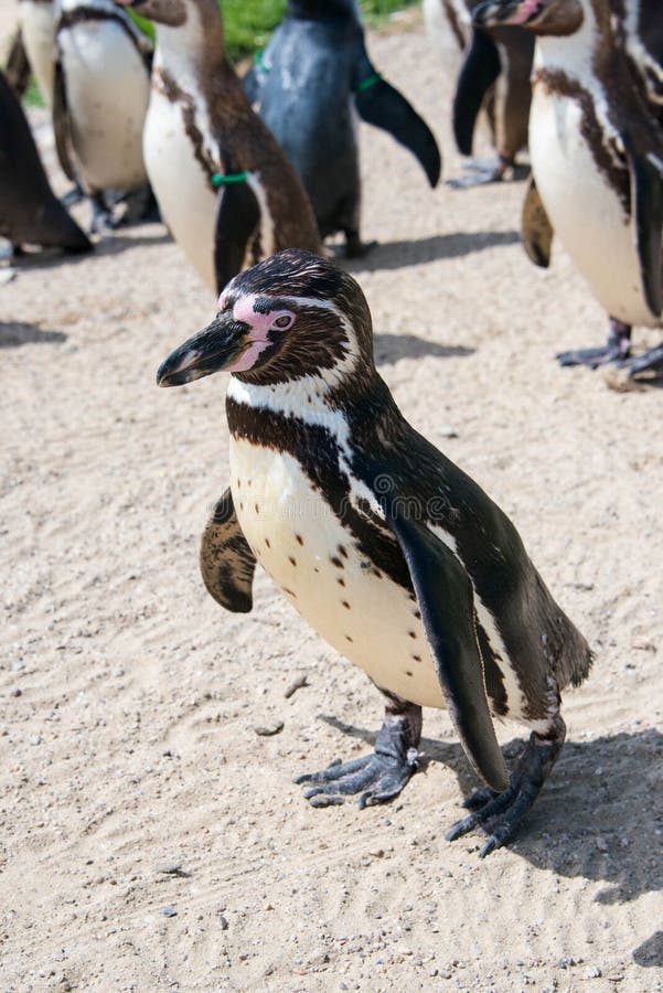 Schließen Sie oben von einem Humboldt Pinguin lizenzfreie stockfotos Schließen Sie oben von einem Humboldt Pinguin lizenzfreie stockfotos