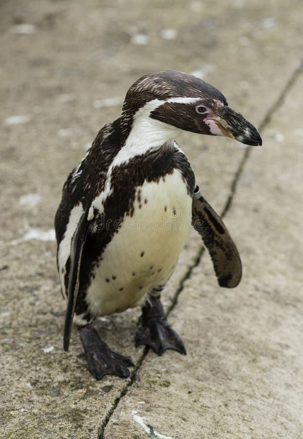Schließen Sie oben von einem südamerikanischen Pinguin Humboldts lizenzfreies stockfoto Schließen Sie oben von einem südamerikanischen Pinguin Humboldts lizenzfreies stockfoto