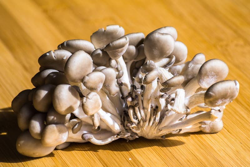 Schließen Sie oben von einer Gruppe frischen Austern-Pilze Pleurotus ostreatus lizenzfreies stockbild