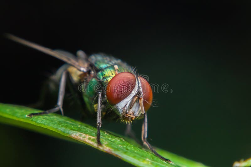 Close up of a green fly on a green leaf,Fly is carrier of diarrhea,Macro of a green fly. Close up of a green fly on a green leaf,Fly is carrier of diarrhea,Macro of a green fly