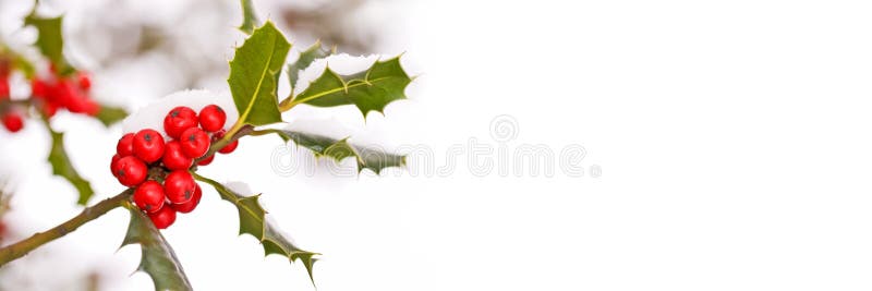 Schließen Sie oben von einer Niederlassung der Stechpalme mit roten Beeren mit Schnee, panoramischer Winterhintergrund