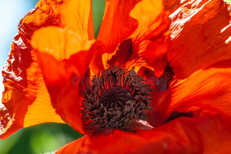 Schließen Sie oben von einer riesigen roten klaren roten Samtmohnblumenblume lizenzfreie stockfotografie Schließen Sie oben von einer riesigen roten klaren roten Samtmohnblumenblume lizenzfreie stockfotografie