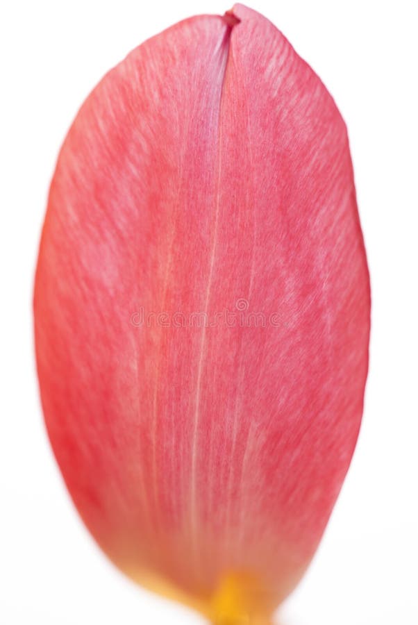 Schließen Sie oben von einer Tulip Petal