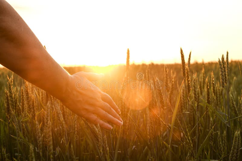 Close up of woman`s hand touching grain spica, green wheat ear on large cultivation field, soft orange sunset light, clear sky, horizon, sunbeam filter, glare effect. Background, copy space, top view. Close up of woman`s hand touching grain spica, green wheat ear on large cultivation field, soft orange sunset light, clear sky, horizon, sunbeam filter, glare effect. Background, copy space, top view.